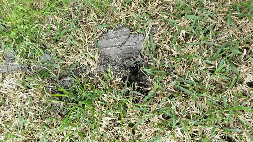 What's digging holes in my yard? | NC4x4