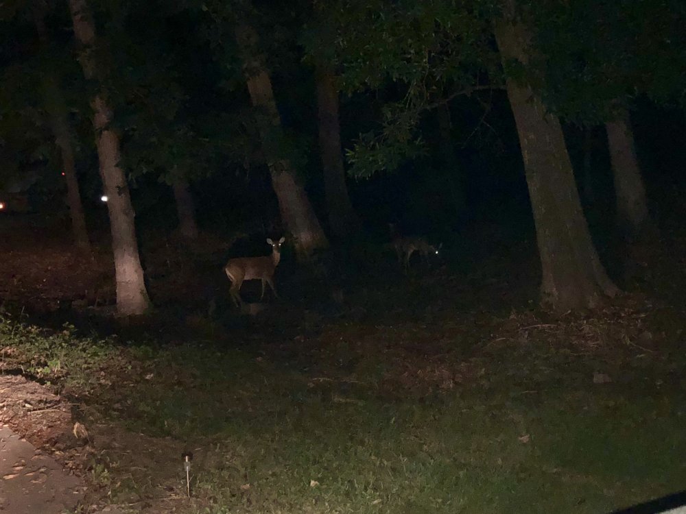 092518 deer beside the driveway.jpg