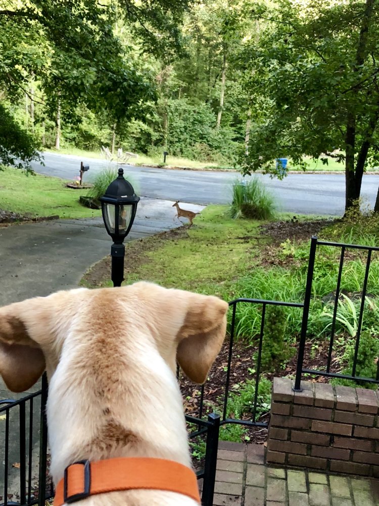 092718 Odin watches a deer.jpg