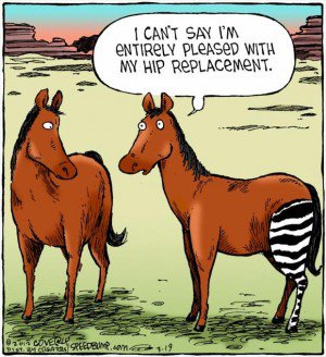 1386699133-funny-horse-hip-replacement.jpg