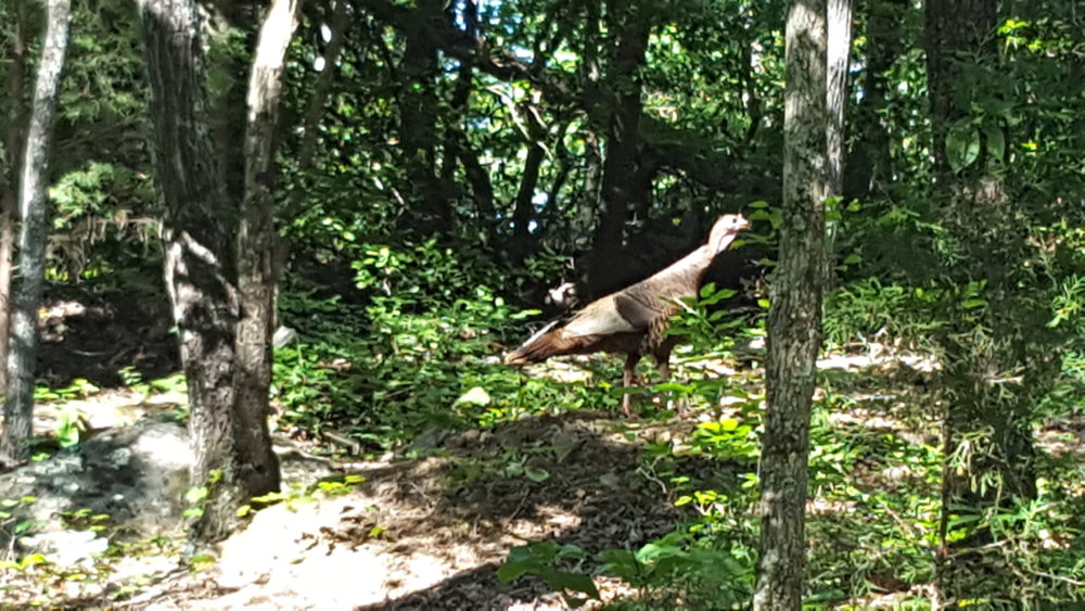 20170526_171543.jpg