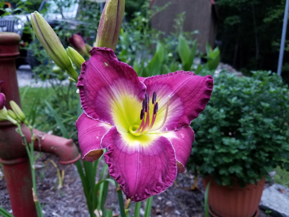 20170622_061819.jpg