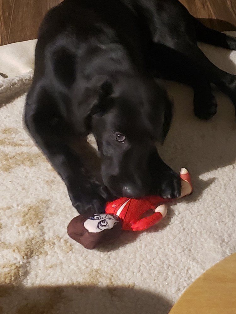 Best dog chew toy for a Malinois NC4x4