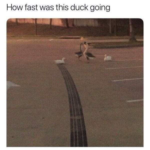 54522583_2195726523852499_4186479243896553472_n.jpg