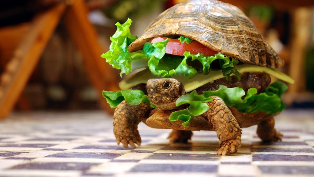 A-funny-photoshop-piture-of-a-turtle-burger-food-animal-hybrid.jpg