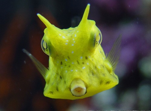 aatastelife.files.wordpress.com_2011_02_cowfish.jpg