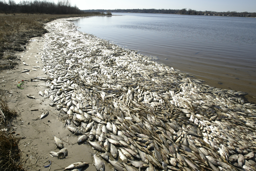 ablog.mlive.com_chronicle_2008_04_07deadfish.jpg