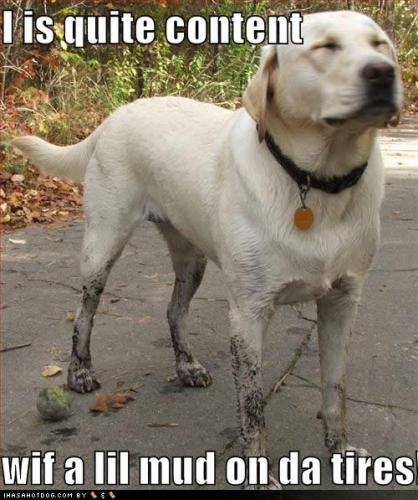 Admin-funny-dog-with-mud-tires_500.jpeg