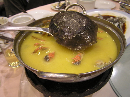 adonmillereducation.com_journal_wp_content_uploads_2010_09_turtle_soup.jpg