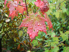 afarm3.static.flickr.com_2396_1890894637_cd91907770_m.jpg