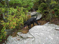 afarm3.static.flickr.com_2407_1891728498_32d38e796d_m.jpg