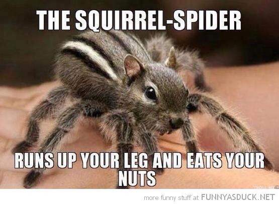 afunnyasduck.net_wp_content_uploads_2013_03_funny_squirrel_spider_run_up_leg_eats_nuts_pics.jpg