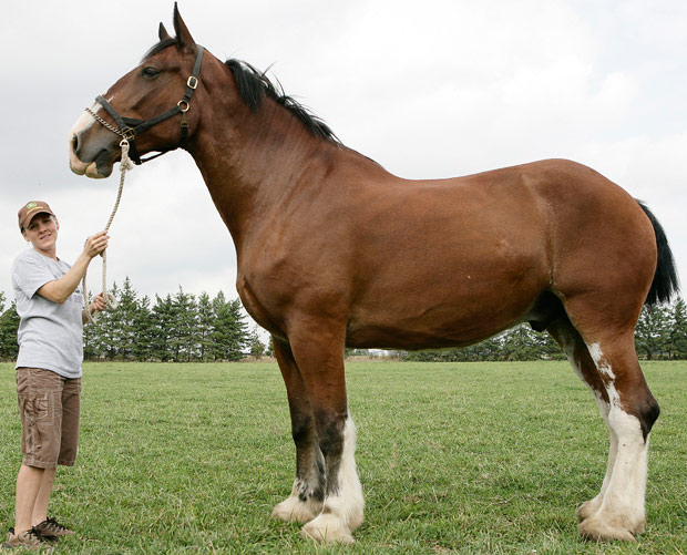 ai.telegraph.co.uk_telegraph_multimedia_archive_01491_tallest_horse_1491224i.jpg
