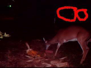 ai166.photobucket.com_albums_u88_momentumauto_deer1.jpg