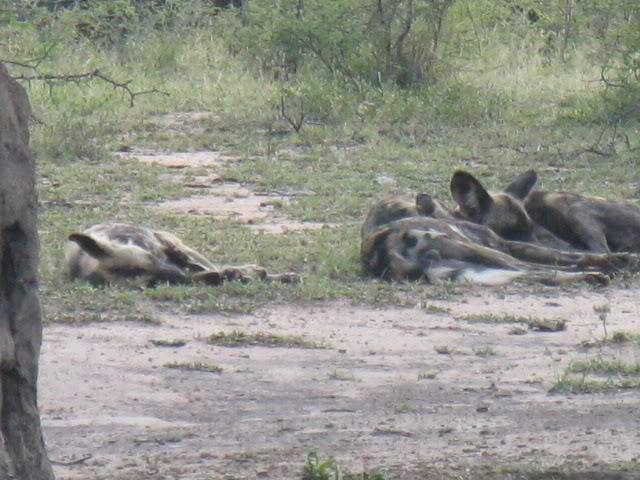 ai168.photobucket.com_albums_u182_turtlemechanic_Africa_20safa352faddc435c0d03914cb1aaa93d0a65.jpg