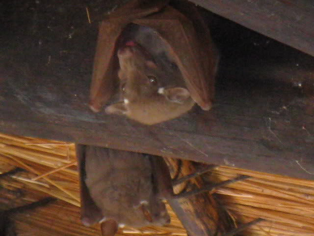 ai168.photobucket.com_albums_u182_turtlemechanic_Africa_20safa40672d24c4045732b50bce9130eba201.jpg