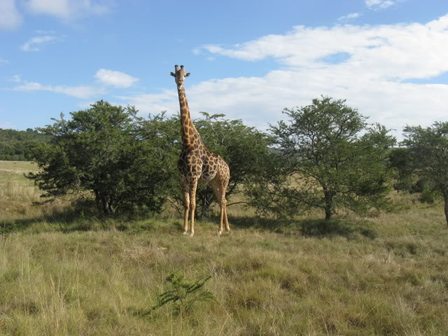 ai168.photobucket.com_albums_u182_turtlemechanic_Africa_20safa459165ff13f2dfc76727a8a39055af3d.jpg