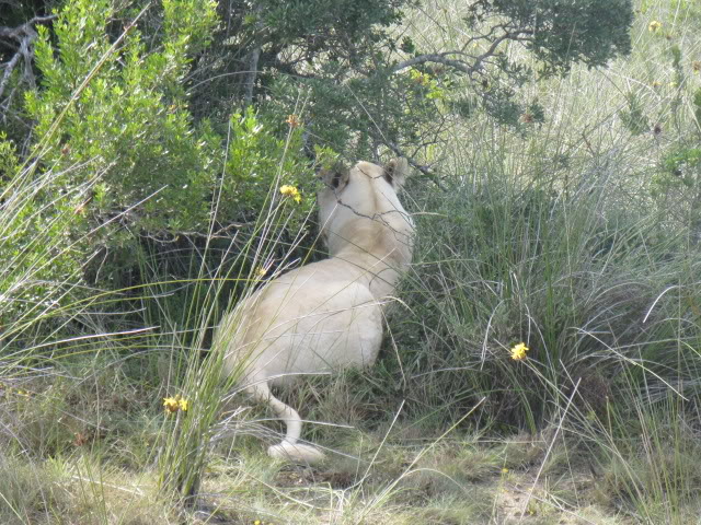 ai168.photobucket.com_albums_u182_turtlemechanic_Africa_20safa4604a65303c1c9370f3763721773dda9.jpg