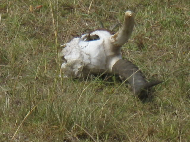 ai168.photobucket.com_albums_u182_turtlemechanic_Africa_20safa625815d0d9ad0bdc54f83be796570864.jpg