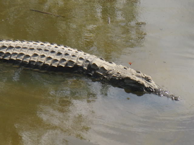 ai168.photobucket.com_albums_u182_turtlemechanic_Africa_20safa6a12f914384388a83c104756ae39d85f.jpg