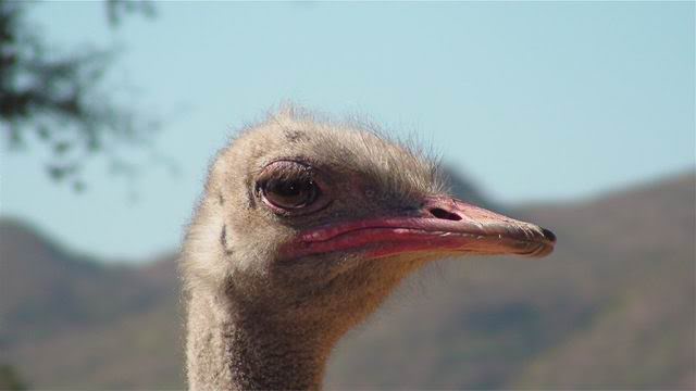 ai168.photobucket.com_albums_u182_turtlemechanic_Africa_20safad7cc4c82ba42427572d42ac612e78513.jpg