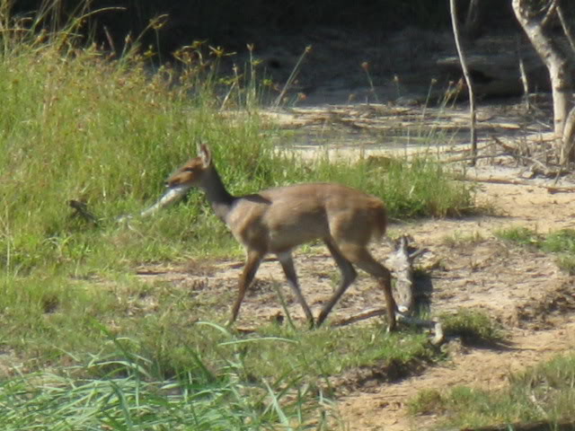 ai168.photobucket.com_albums_u182_turtlemechanic_Africa_20safaf52b258b54c4d47305769a090ca0d777.jpg