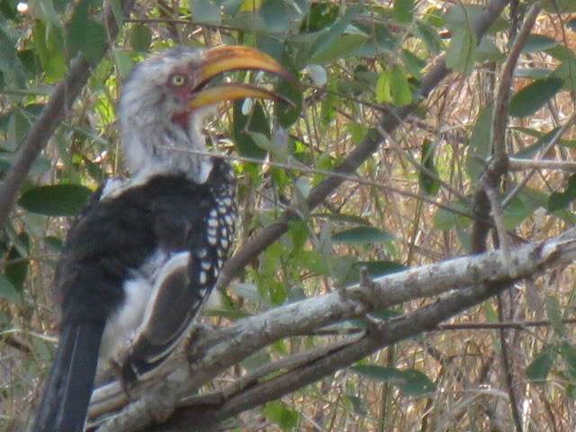 ai168.photobucket.com_albums_u182_turtlemechanic_Africa_20safari_africa_20safari2_brd1.jpg