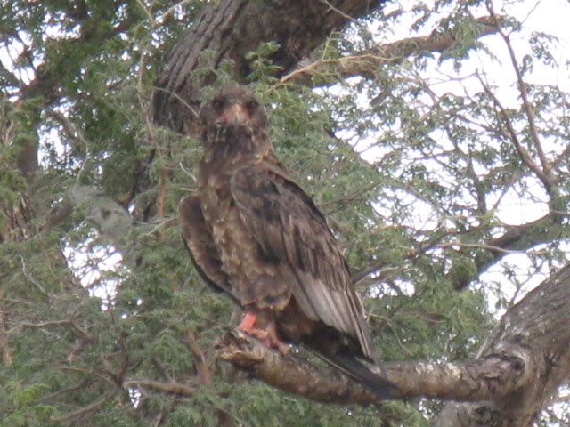 ai168.photobucket.com_albums_u182_turtlemechanic_Africa_20safari_africa_20safari2_brd3.jpg