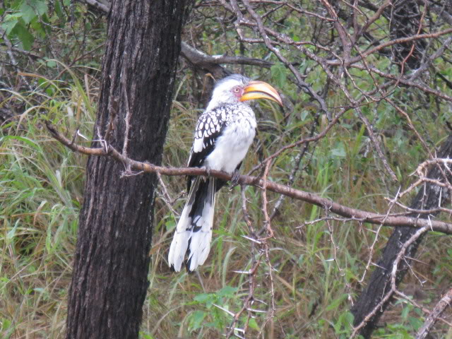 ai168.photobucket.com_albums_u182_turtlemechanic_Africa_20safari_africa_20safari2_brd4.jpg