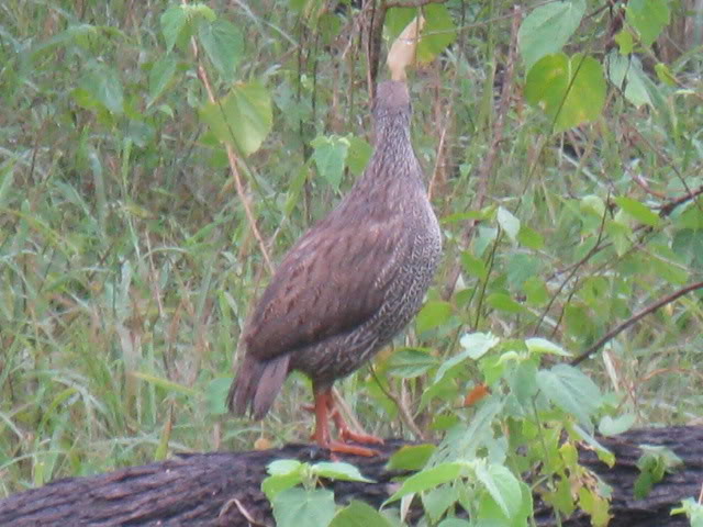 ai168.photobucket.com_albums_u182_turtlemechanic_Africa_20safari_africa_20safari2_brd5.jpg