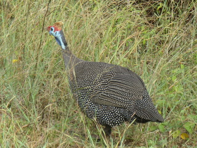 ai168.photobucket.com_albums_u182_turtlemechanic_Africa_20safari_africa_20safari2_brd6.jpg