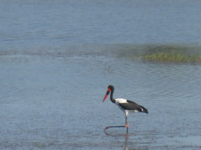 ai168.photobucket.com_albums_u182_turtlemechanic_Africa_20safari_africa_20safari2_brd7.jpg