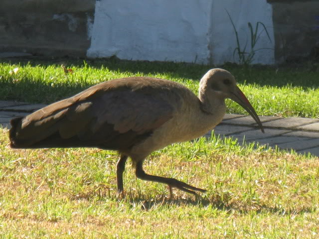 ai168.photobucket.com_albums_u182_turtlemechanic_Africa_20safari_africa_20safari2_brd9.jpg