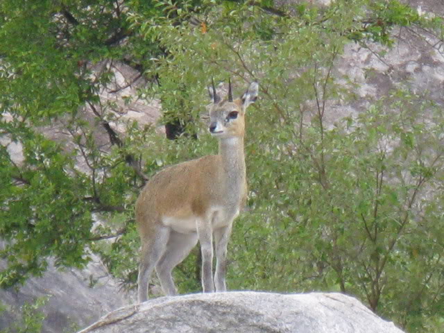 ai168.photobucket.com_albums_u182_turtlemechanic_Africa_20safari_africa_20safari2_buck.jpg