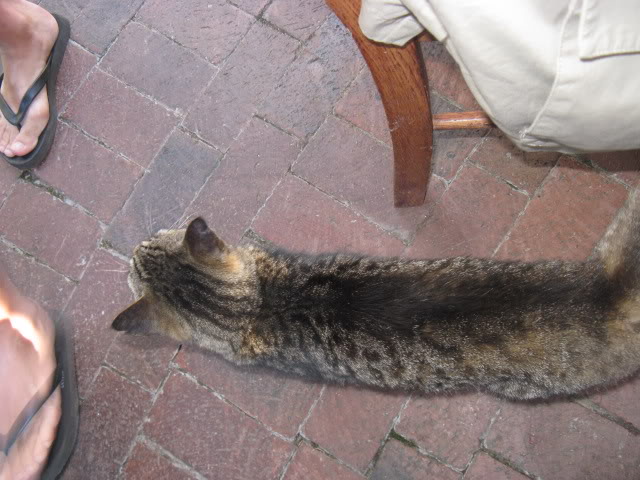 ai168.photobucket.com_albums_u182_turtlemechanic_Africa_20safari_africa_20safari2_cat.jpg