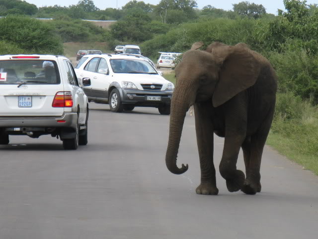 ai168.photobucket.com_albums_u182_turtlemechanic_Africa_20safari_africa_20safari2_ele1.jpg