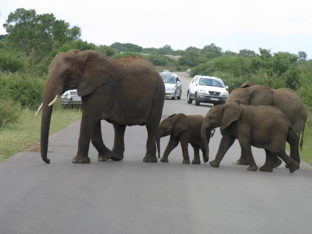 ai168.photobucket.com_albums_u182_turtlemechanic_Africa_20safari_africa_20safari2_ele2.jpg