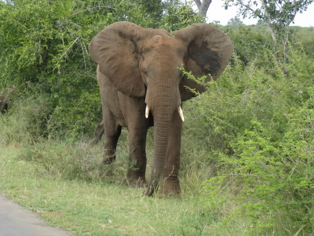 ai168.photobucket.com_albums_u182_turtlemechanic_Africa_20safari_africa_20safari2_ele3.jpg
