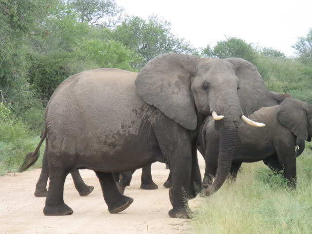 ai168.photobucket.com_albums_u182_turtlemechanic_Africa_20safari_africa_20safari2_ele4.jpg