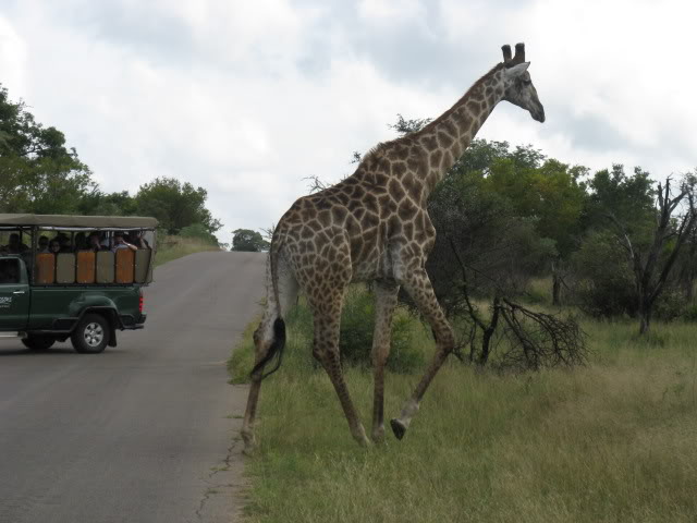 ai168.photobucket.com_albums_u182_turtlemechanic_Africa_20safari_africa_20safari2_gir2.jpg