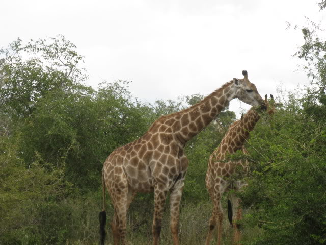 ai168.photobucket.com_albums_u182_turtlemechanic_Africa_20safari_africa_20safari2_gir3.jpg