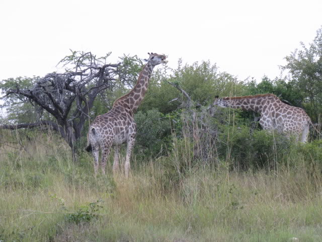 ai168.photobucket.com_albums_u182_turtlemechanic_Africa_20safari_africa_20safari2_gir5.jpg