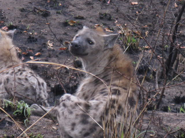 ai168.photobucket.com_albums_u182_turtlemechanic_Africa_20safari_africa_20safari2_hyn1.jpg