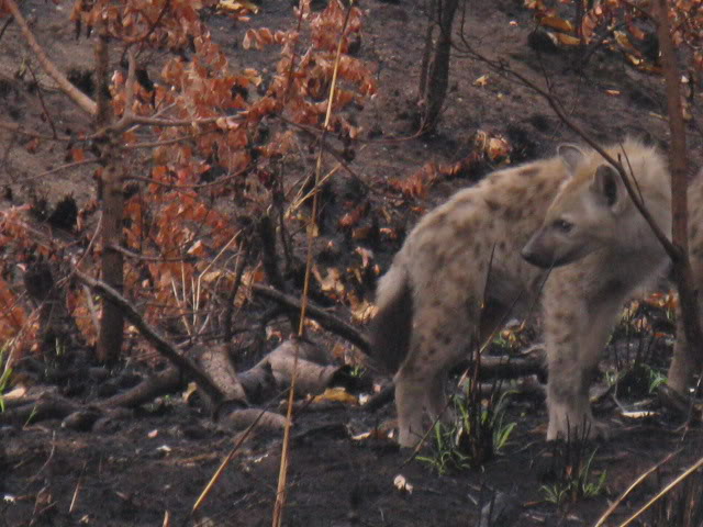 ai168.photobucket.com_albums_u182_turtlemechanic_Africa_20safari_africa_20safari2_hyn2.jpg