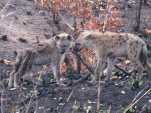 ai168.photobucket.com_albums_u182_turtlemechanic_Africa_20safari_africa_20safari2_hyn3.jpg