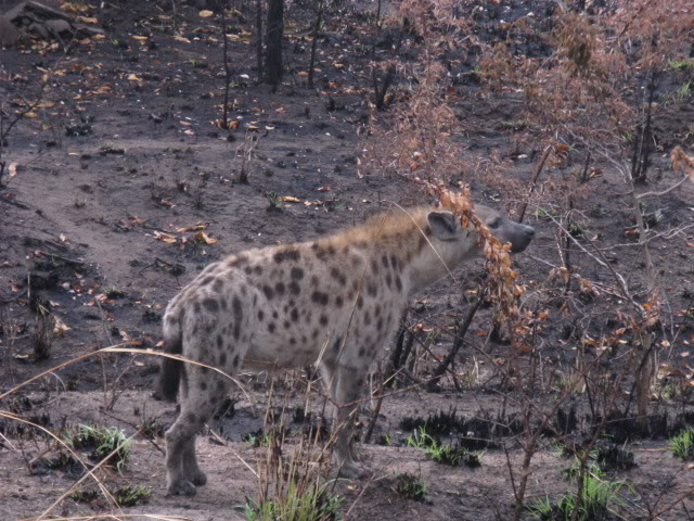ai168.photobucket.com_albums_u182_turtlemechanic_Africa_20safari_africa_20safari2_hyn4.jpg