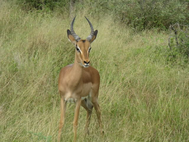 ai168.photobucket.com_albums_u182_turtlemechanic_Africa_20safari_africa_20safari2_imp1.jpg