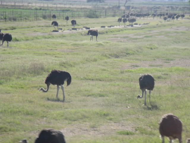 ai168.photobucket.com_albums_u182_turtlemechanic_Africa_20safari_africa_20safari2_ost1.jpg