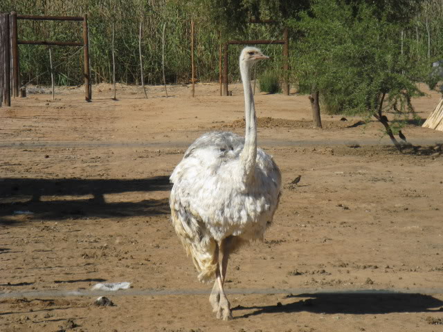 ai168.photobucket.com_albums_u182_turtlemechanic_Africa_20safari_africa_20safari2_ost2.jpg