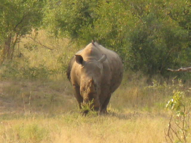 ai168.photobucket.com_albums_u182_turtlemechanic_Africa_20safari_africa_20safari2_rin1.jpg